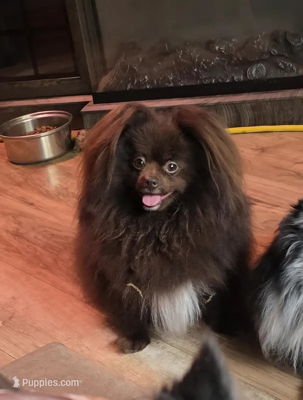 Shakira  – Pomeranian puppy for sale in Carrollton, GA