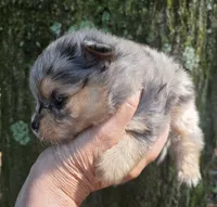 Smokett Sanoia pup 3, a female Pomeranian for sale in Carrollton, GA – 4 of 7