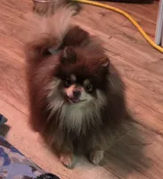 Rainy , a female Pomeranian for sale in Carrollton, GA – 8 of 9