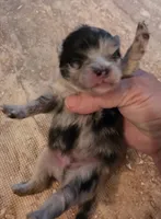 Jasper Sanoia pup 1, a male Pomeranian for sale in Carrollton, GA – 2 of 4