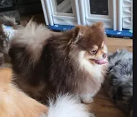 Reese, a male Pomeranian for sale in Carrollton, GA – 3 of 4