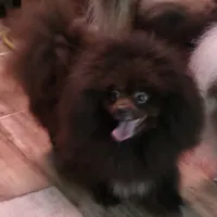 Shakira (Care Bear), a female Pomeranian for sale in Carrollton, GA – 3 of 4
