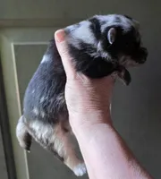 Indigo pup 3, a female Pomeranian for sale in Carrollton, GA – Photo 2 of 3