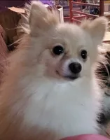 Sandy, a female Pomeranian for sale in Carrollton, GA – 2 of 2