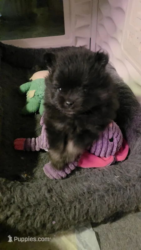 Indigo pup 2 – Pomeranian puppy on hold in Carrollton, GA