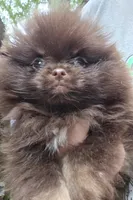 Paint, a female Pomeranian for sale in Carrollton, GA – 6 of 10