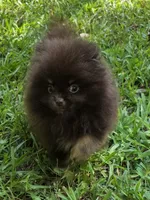 Paint, a female Pomeranian for sale in Carrollton, GA – 10 of 10