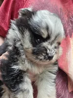 Indigo pup 1, a female Pomeranian for sale in Carrollton, GA – 6 of 6