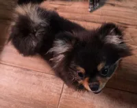 Rainy , a female Pomeranian for sale in Carrollton, GA – 5 of 9