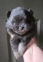 Indigo pup 2, a female Pomeranian for sale in Carrollton, GA – 4 of 6
