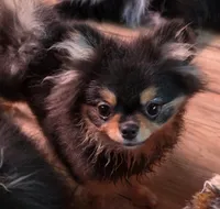 Rainy , a female Pomeranian for sale in Carrollton, GA – 3 of 9
