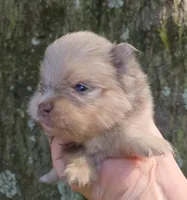 Mieka Sanoia pup 2, a female Pomeranian for sale in Carrollton, GA – 2 of 4