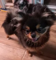 Rainy , a female Pomeranian for sale in Carrollton, GA – 6 of 9
