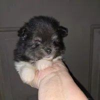 Riviera pup # 1, a male Pomeranian for sale in Carrollton, GA – 2 of 4