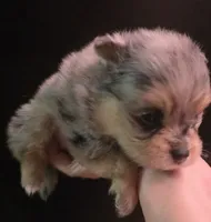 Smokett Sanoia pup 3, a female Pomeranian for sale in Carrollton, GA – 5 of 7
