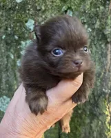 Tiny Princess Zamora pup , a female Pomeranian for sale in Carrollton, GA – 3 of 9