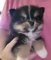 Riviera pup 5, a female Pomeranian for sale in Carrollton, GA – Photo 2 of 8