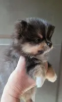 Riviera pup 5, a female Pomeranian for sale in Carrollton, GA – Photo 3 of 8