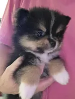 Riviera pup 5, a female Pomeranian for sale in Carrollton, GA – Photo 1 of 8