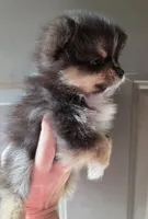 Riviera pup 5, a female Pomeranian for sale in Carrollton, GA – Photo 7 of 8