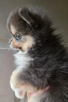 Riviera pup 5, a female Pomeranian for sale in Carrollton, GA – Photo 5 of 8