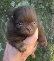 Tiny Princess Zamora pup , a female Pomeranian for sale in Carrollton, GA – 2 of 9