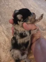 Jasper Sanoia pup 1, a male Pomeranian for sale in Carrollton, GA – 3 of 4
