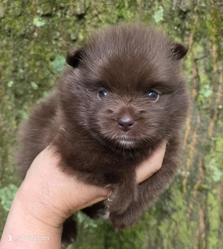 Bear Paws – Pomeranian puppy for sale in Carrollton, GA