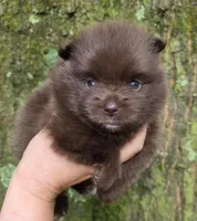 Bear Paws, a female Pomeranian for sale in Carrollton, GA – 1 of 5