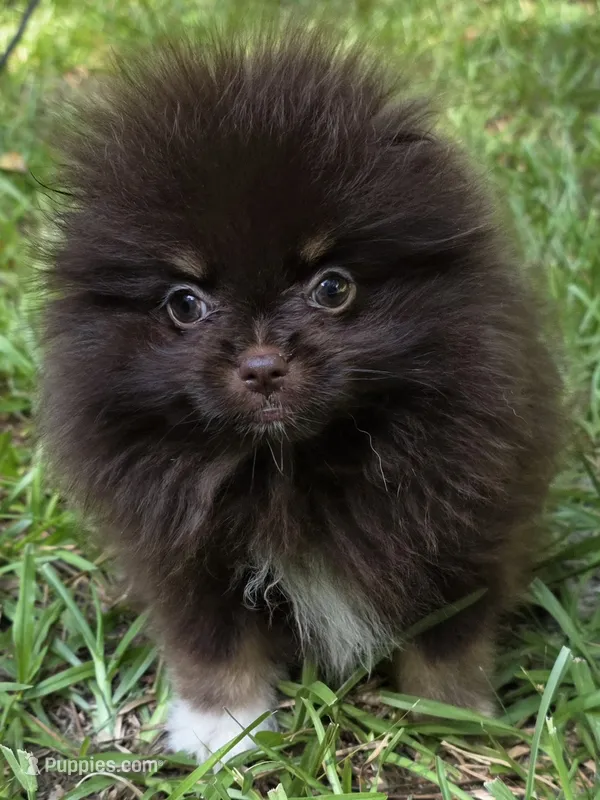 Paint – Pomeranian puppy for sale in Carrollton, GA