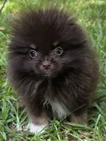 Paint, a female Pomeranian for sale in Carrollton, GA – 1 of 10