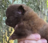 Tiny Princess Zamora pup , a female Pomeranian for sale in Carrollton, GA – 4 of 9
