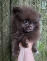 Bear Paws, a female Pomeranian for sale in Carrollton, GA – 4 of 7