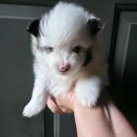 Pixie pup 2, a male Pomeranian for sale in Carrollton, GA – 1 of 4