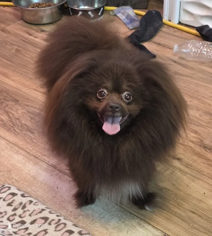Shakira (Care Bear) – Pomeranian puppy for sale in Carrollton, GA