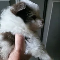 Pixie pup 2, a male Pomeranian for sale in Carrollton, GA – 3 of 4