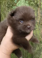 Bear Paws, a female Pomeranian for sale in Carrollton, GA – 3 of 5