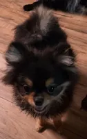 Rainy , a female Pomeranian for sale in Carrollton, GA – 4 of 9