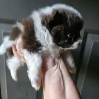 Pixie pup 1, a male Pomeranian for sale in Carrollton, GA – 3 of 3