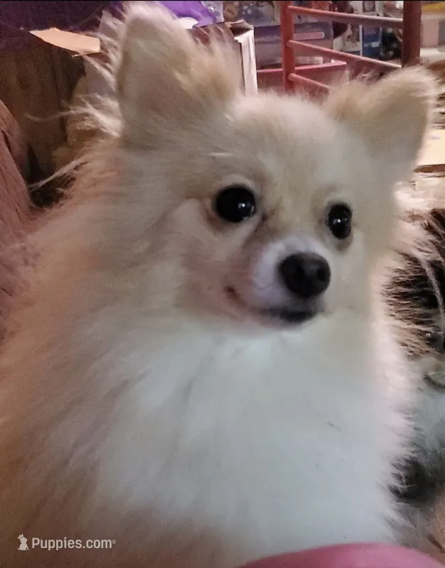 Sandy – Pomeranian puppy for sale in Carrollton, GA