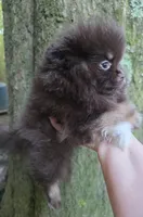 Paint, a female Pomeranian for sale in Carrollton, GA – 4 of 10