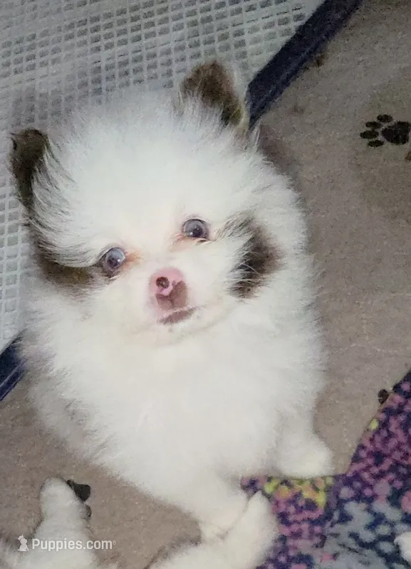 Pixie pup 2 – Pomeranian puppy for sale in Carrollton, GA