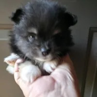 Riviera pup # 1, a male Pomeranian for sale in Carrollton, GA – 1 of 4