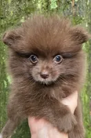 Bear Paws, a female Pomeranian for sale in Carrollton, GA – 6 of 7