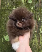 Paint, a female Pomeranian for sale in Carrollton, GA – 8 of 10