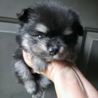 Riviera boy 3, a male Pomeranian for sale in Carrollton, GA – 2 of 2