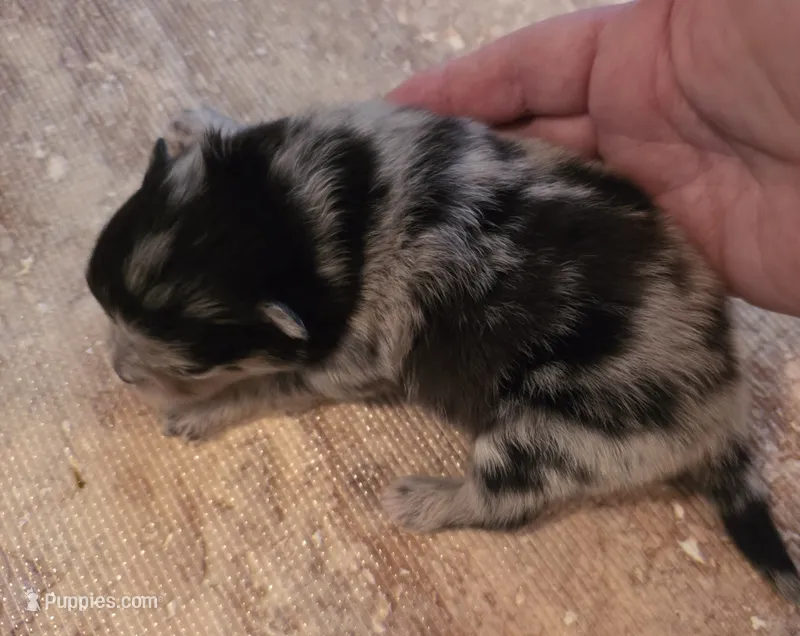 Jasper Sanoia pup 1 – Pomeranian puppy for sale in Carrollton, GA