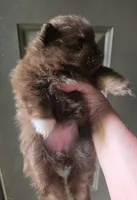 Paint, a female Pomeranian for sale in Carrollton, GA – 5 of 5