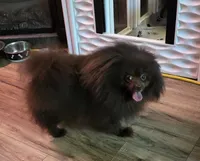 Shakira (Care Bear), a female Pomeranian for sale in Carrollton, GA – 2 of 4