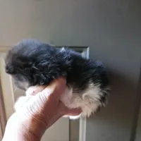 Riviera pup # 1, a male Pomeranian for sale in Carrollton, GA – 3 of 4